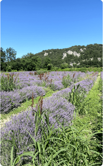 Lavender fields in the Ardèche countryside